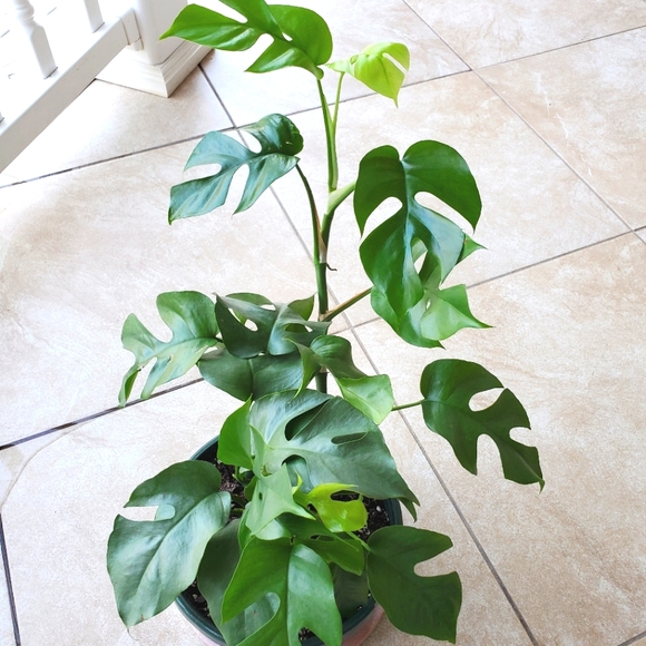 SOLD Rhaphidophora Tetrasperma | 5.5" pot - Picture 7 of 10